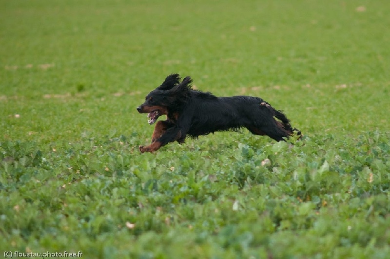 TR. Britney du point de rosée
