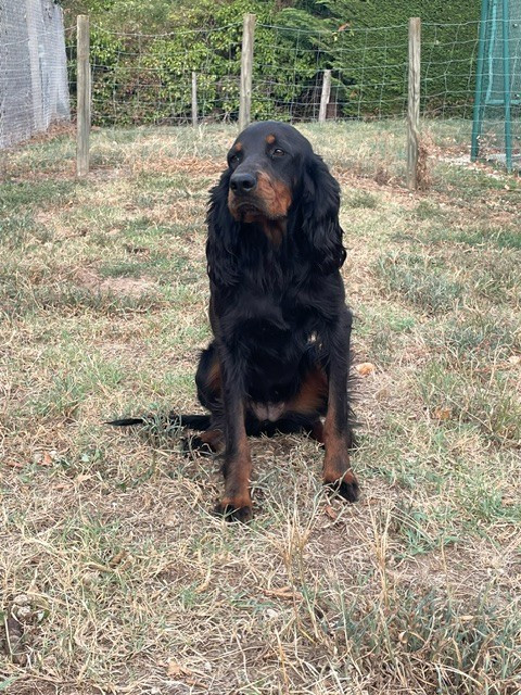 VENTE CHIENNE SETTER GORDON